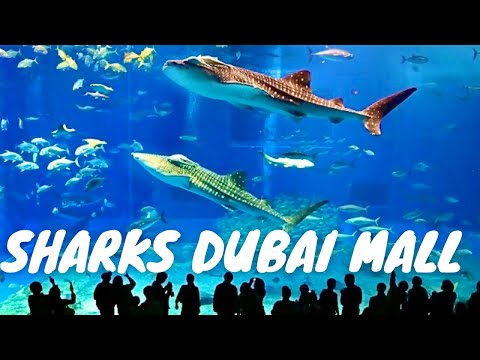 Sharks Dubai Aquarium Underwater Zoo | India Favourite Dubai Mall