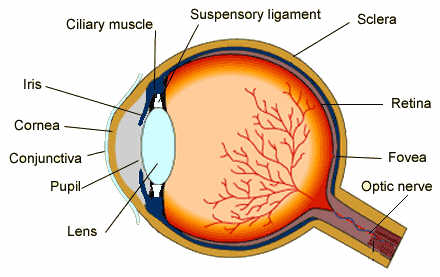 Main Eye Parts and Their Functions| Human Eyes Functions