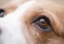 Dog Eye Health Issues