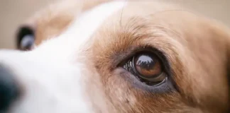 Dog Eye Health Issues