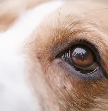 Dog Eye Health Issues