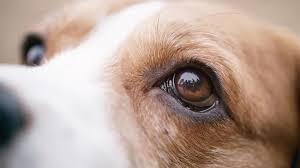 Dog Eye Health Issues