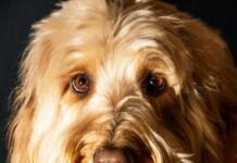 Detailed Brief of Why Are My Dogs Eyes Red?