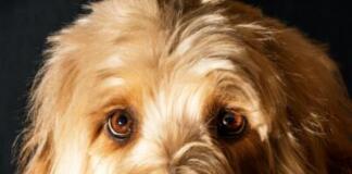 Detailed Brief of Why Are My Dogs Eyes Red?