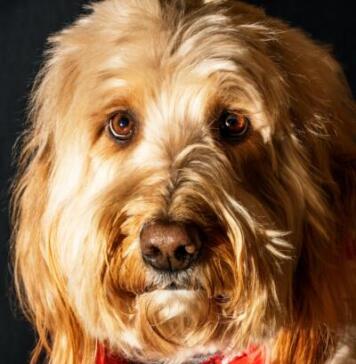 Detailed Brief of Why Are My Dogs Eyes Red?