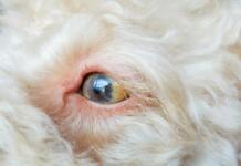 eye conditions in dogs
