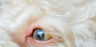Serious eye conditions in dogs 2025 Updates eye conditions in dogs