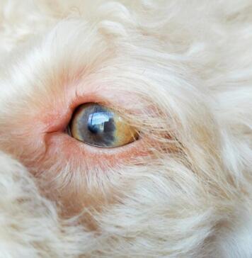 eye conditions in dogs