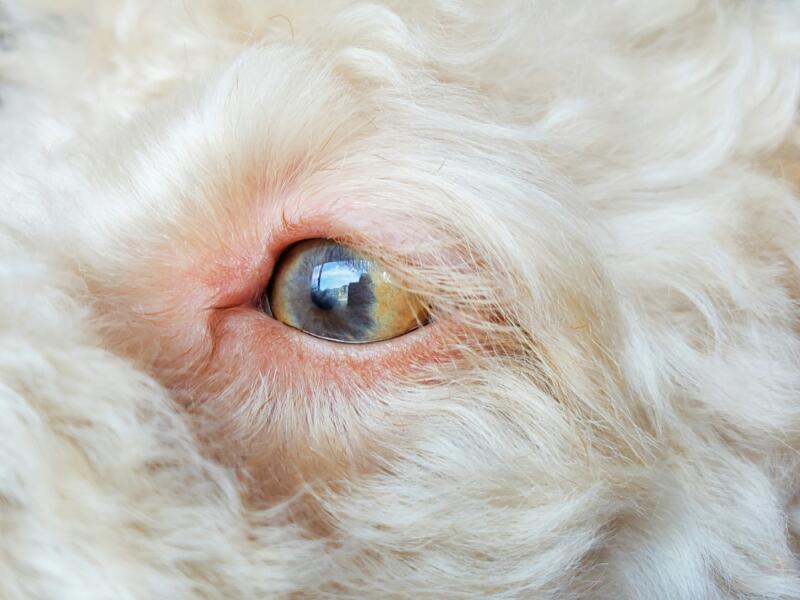 eye conditions in dogs