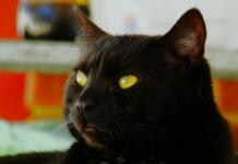 amber eyes