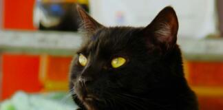 amber eyes