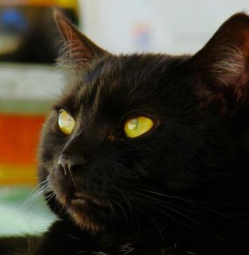 amber eyes