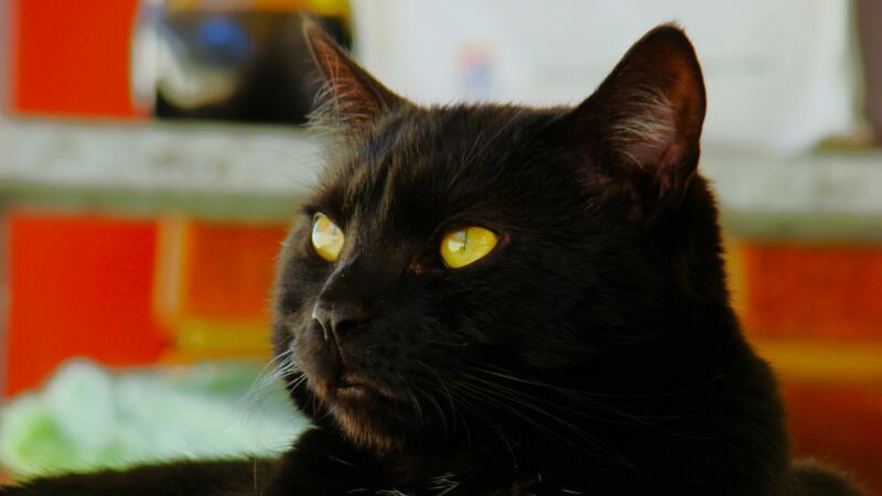 amber eyes