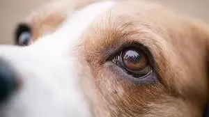 Dog Eye Health Issues