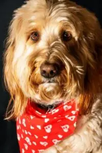 Detailed Brief of Why Are My Dogs Eyes Red?