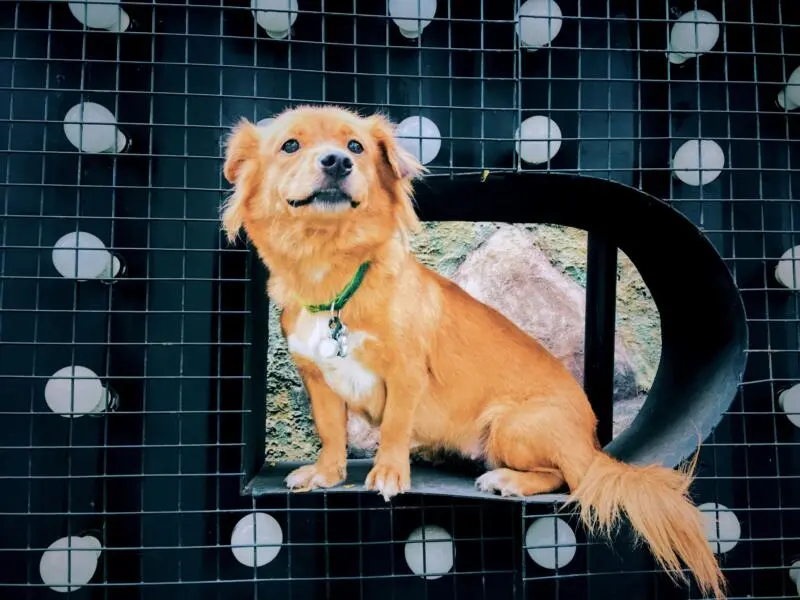 Detailed Brief of Why Are My Dogs Eyes Red?