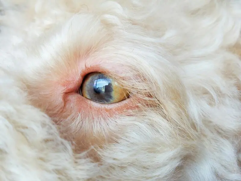 eye conditions in dogs